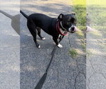 Small Photo #4 American Staffordshire Terrier Puppy For Sale in Southbury, CT, USA