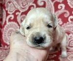 Small Photo #2 Golden Retriever Puppy For Sale in FRANKLINTON, NC, USA