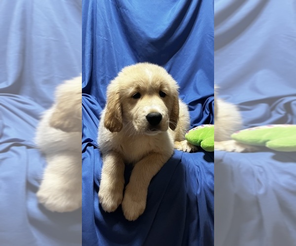 Medium Photo #1 Golden Labrador Puppy For Sale in LIVE OAK, FL, USA