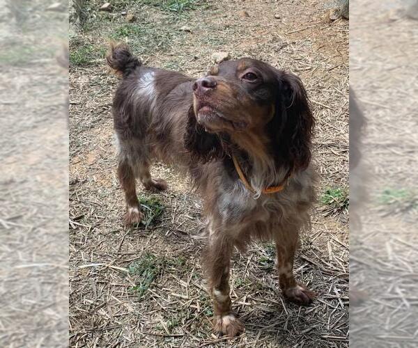 Medium Photo #3 Brittany Puppy For Sale in Curwensville, PA, USA