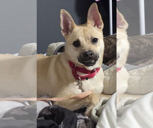 Gravy - Female Pug-Unknown Mix Dog for Adoption - Photo #3