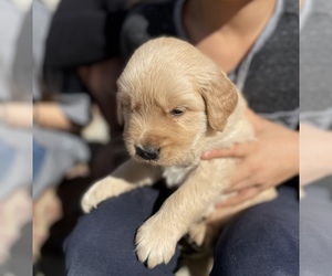 Golden Retriever Puppy for sale in GURLEY, AL, USA