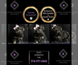 Morkie-Poodle (Miniature) Mix Puppy for sale in WARSAW, IN, USA