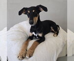 Small #4 Doberman Pinscher Mix