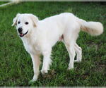 Small #2 Great Pyrenees