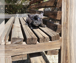 Puppy 4 French Bulldog