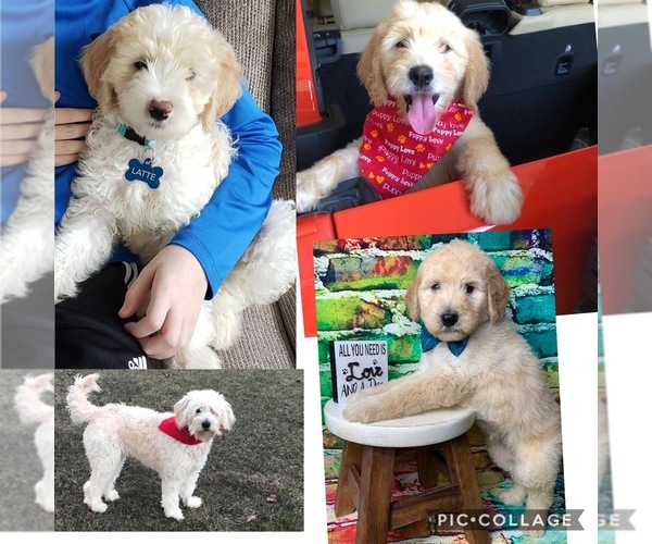 Medium Photo #2 Goldendoodle Puppy For Sale in FREDERICKTOWN, MO, USA