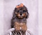 Puppy Verde Poodle (Miniature)