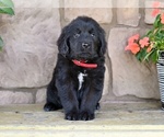 Small #3 Newfoundland