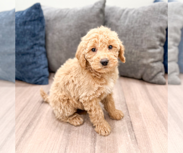 Medium Photo #34 Miniature Labradoodle Puppy For Sale in MILLERSBURG, OH, USA