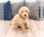 Small #2 Miniature Labradoodle
