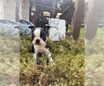 Small #8 Boston Terrier