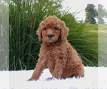 Small Photo #3 Poodle (Standard) Puppy For Sale in GORDONVILLE, PA, USA