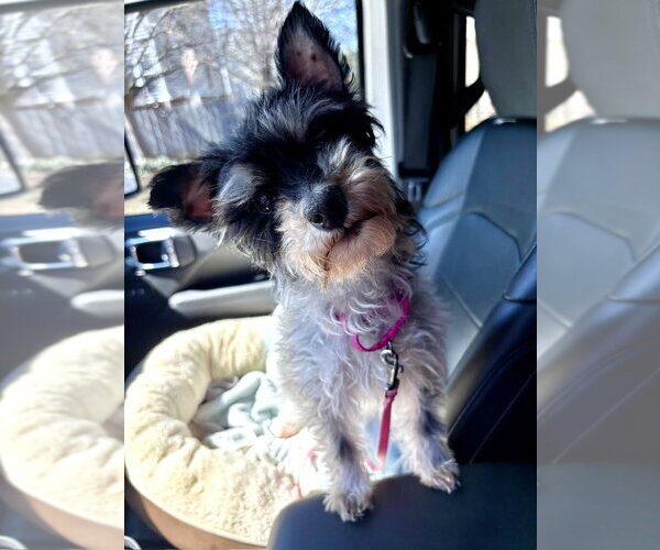 Medium Photo #3 Mutt Puppy For Sale in Arlington, VA, USA