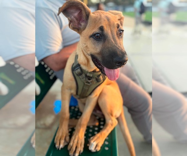 Medium Photo #3 German Shepherd Dog-Unknown Mix Puppy For Sale in Mission Viejo, CA, USA