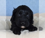 Small Photo #5 Cavapoo Puppy For Sale in BOYCE, VA, USA