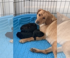 Mother of the Labrador Retriever puppies born on 10/29/2022