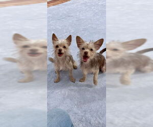 Mutt Dogs for adoption in Weston, FL, USA