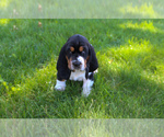 Small #10 Basset Hound