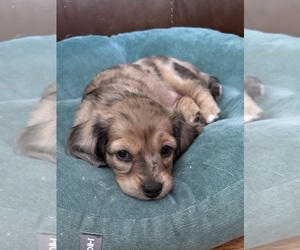 Dachshund Puppy for sale in LANEXA, VA, USA
