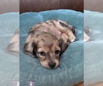 Image preview for Ad Listing. Nickname: Pebbles