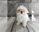 Small Photo #6 Zuchon Puppy For Sale in BOWLING GREEN, KY, USA
