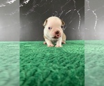 Puppy Gimli AKC Boston Terrier