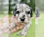 Small Photo #1 Aussiedoodle Puppy For Sale in ELMER, NJ, USA