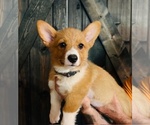 Puppy 3 Pembroke Welsh Corgi