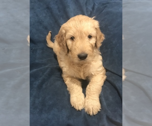 Medium Photo #8 Goldendoodle Puppy For Sale in SCOTTSDALE, AZ, USA