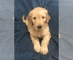 Small Photo #8 Goldendoodle Puppy For Sale in SCOTTSDALE, AZ, USA