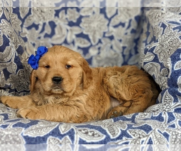 Medium Photo #2 Golden Retriever Puppy For Sale in DELTA, PA, USA