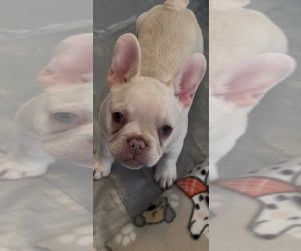 Medium Photo #6 French Bulldog Puppy For Sale in NORTH VERNON, IN, USA