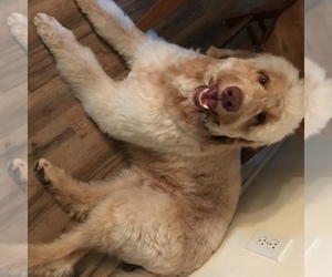 Father of the Goldendoodle puppies born on 09/12/2019