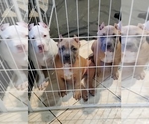 American Bully Litter for sale in SAN JOSE, CA, USA