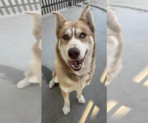 Siberian Husky Dogs for adoption in Santa Maria, CA, USA