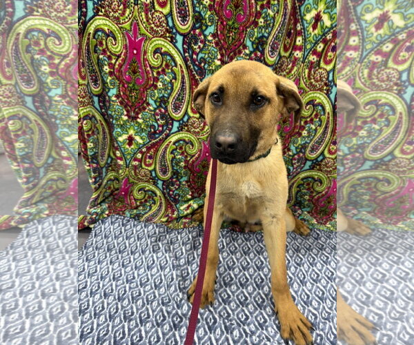 Medium Photo #2 Mutt Puppy For Sale in Corning, AR, USA