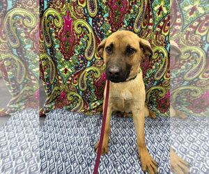 Zing - Male Mutt Dog for Adoption - Photo #2