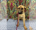 Small Photo #2 Mutt Puppy For Sale in Corning, AR, USA