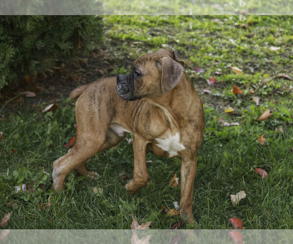 Medium Photo #3 Boxer Puppy For Sale in SHIPSHEWANA, IN, USA