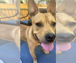 Small #3 Bullmastiff-Shiba Inu Mix