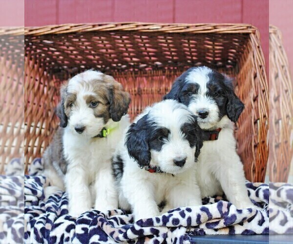 Medium Photo #3 Bernedoodle Puppy For Sale in ORRSTOWN, PA, USA