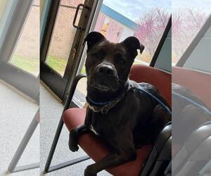 American Pit Bull Terrier-Labrador Retriever Mix Dogs for adoption in Front Royal, VA, USA