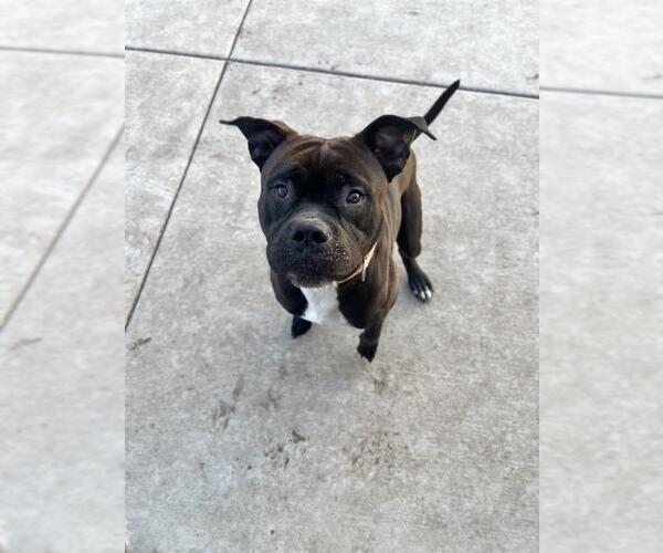 Medium Photo #3 Mutt Puppy For Sale in Elk Grove, CA, USA