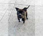 Small #2 Mutt