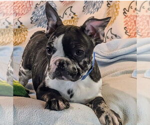 French Bulldog Dogs for adoption in Bon Carbo, CO, USA