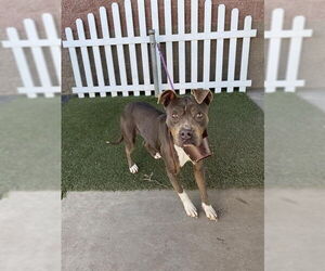 Mutt Dogs for adoption in Modesto, CA, USA