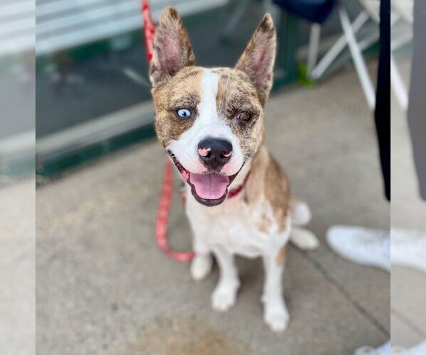 Medium Photo #14 Catahoula Leopard Dog-Unknown Mix Puppy For Sale in Canton, CT, USA