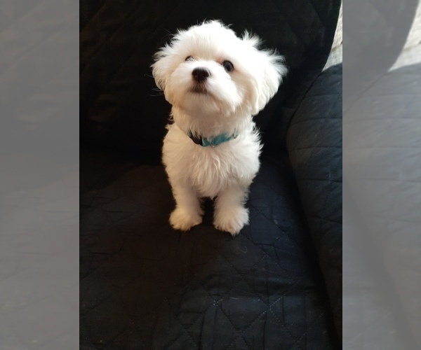 Medium Photo #1 Maltese Puppy For Sale in BELPRE, OH, USA