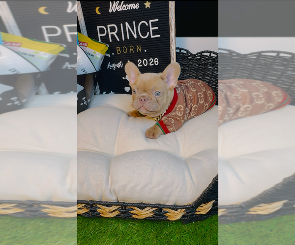 Medium Photo #2 French Bulldog Puppy For Sale in ATHENS, GA, USA